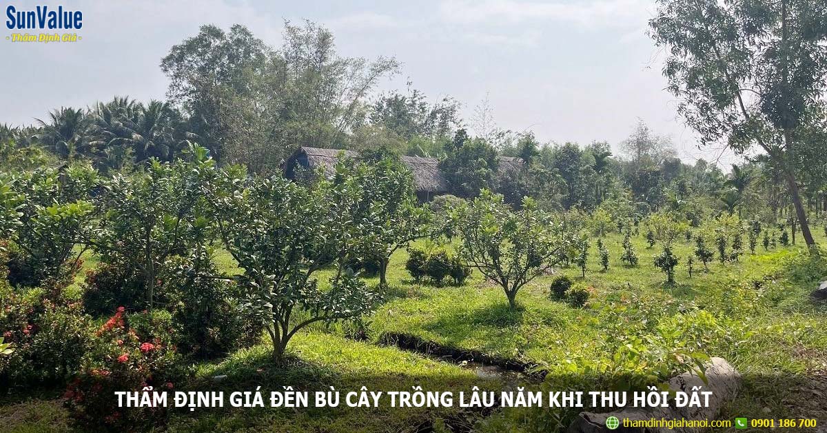 đất trồng cây lâu năm, giá đền bù đất, định giá đền bù đất nông nghiệp, thu hồi đất trồng cây